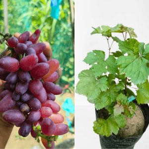 ৫ আঙ্গুর কম্ব প্যাকেজ ( ৫ টি বিদেশি আঙ্গুর চারা)